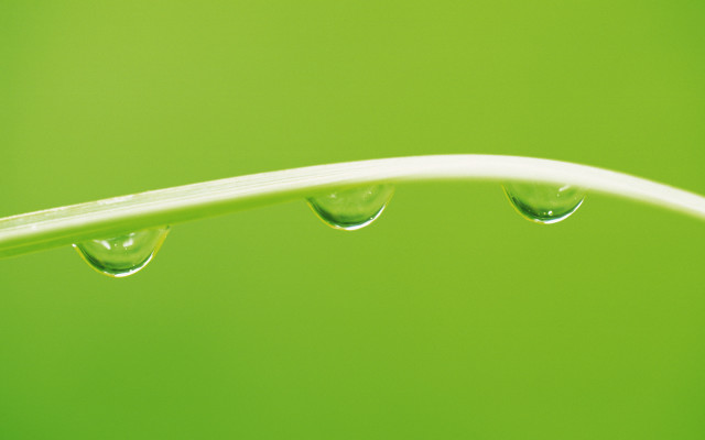 Green leaf water drops macro #5 free wallpaper for desktop - medium preview image