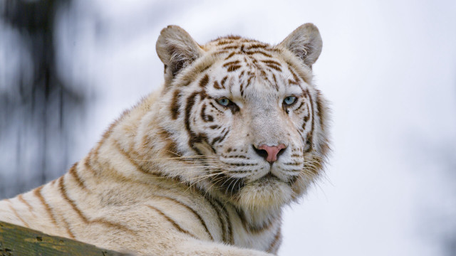 White tiger blue eyes rock free wallpaper for desktop - medium preview image