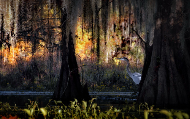 White bird forest autumn fire free wallpaper for desktop - medium preview image
