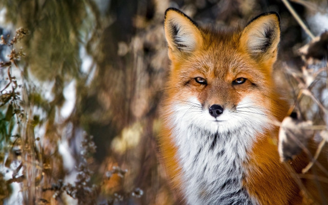 Red fox winter woods photorealistic free wallpaper for desktop - medium preview image