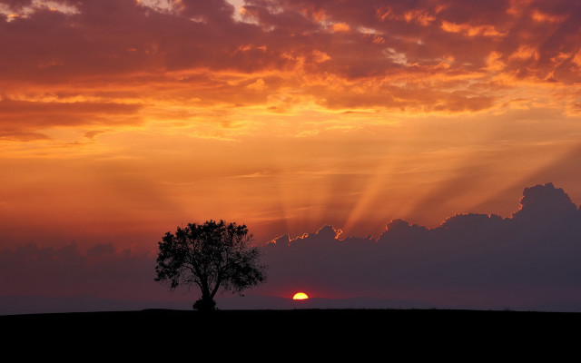 Lone tree sunset clouds horizon free wallpaper for desktop - medium preview image