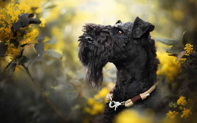 Black dog yellow flowers autumn free wallpaper for desktop - medium preview image