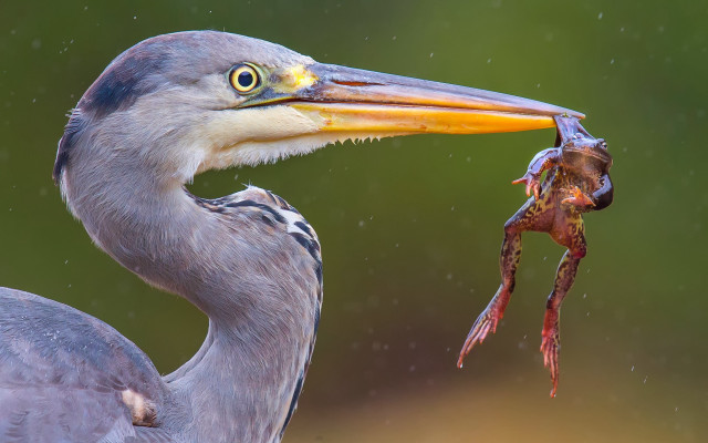 Bird fish crab green surrealism free wallpaper for desktop - medium preview image
