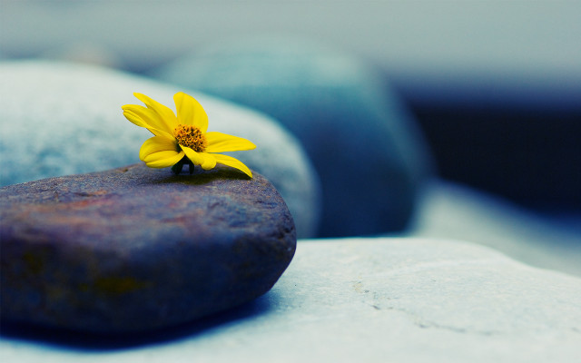Yellow flower rock water minimalism free wallpaper for desktop - medium preview image