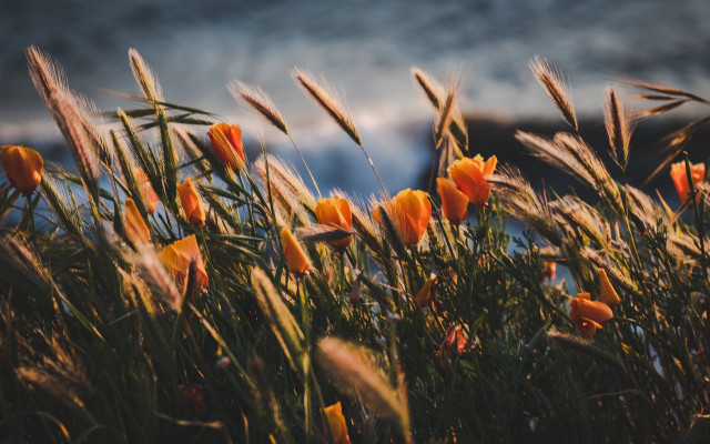 Flowers water sunset blurry impressionist free wallpaper for desktop - medium preview image