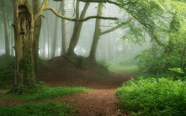 Forest path tree bench fog free wallpaper for desktop - medium preview image