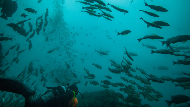 Ocean fish diver ecological puzzle free wallpaper for desktop - medium preview image