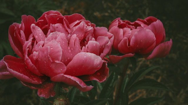 Pink flower water droplets rose free wallpaper for desktop - medium preview image