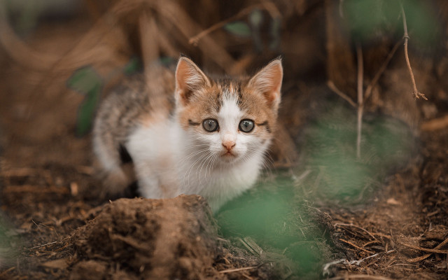 Sad kitten sitting dirt looking free wallpaper for desktop - medium preview image