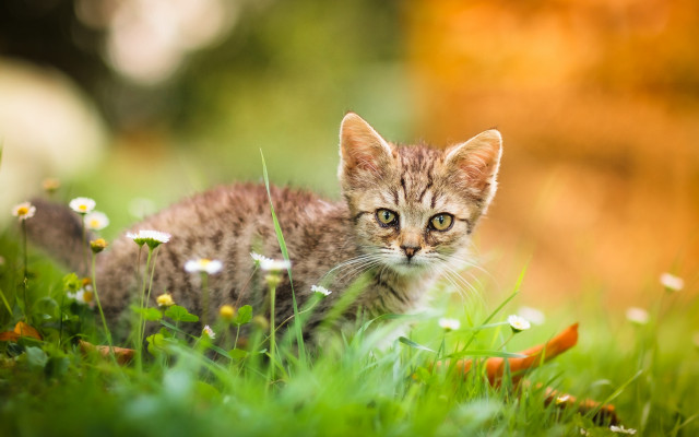 Curious kitten in grass nature free wallpaper for desktop - medium preview image