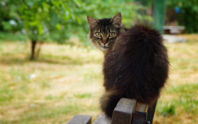 Black cat park bench plant free wallpaper for desktop - medium preview image