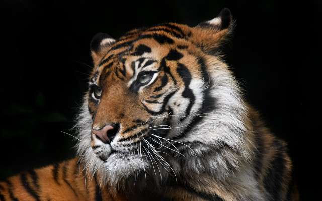 Tiger dark blurry wildlife shiba free wallpaper for desktop - medium preview image