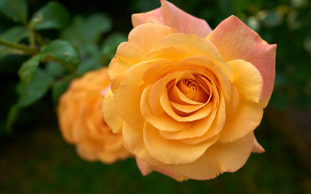 Yellow rose pink flower garden free wallpaper for desktop - medium preview image