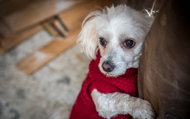White dog red sweater christmas free wallpaper for desktop - medium preview image
