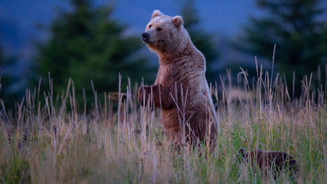 Bear standing tall grass woods free wallpaper for desktop - medium preview image