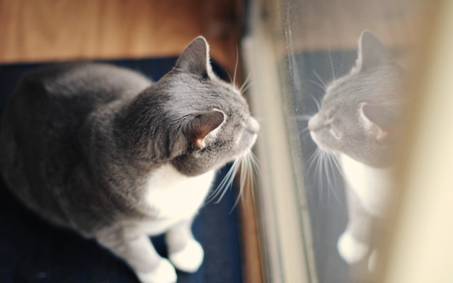 Cat reflection mannerism photorealistic animal free wallpaper for desktop - medium preview image