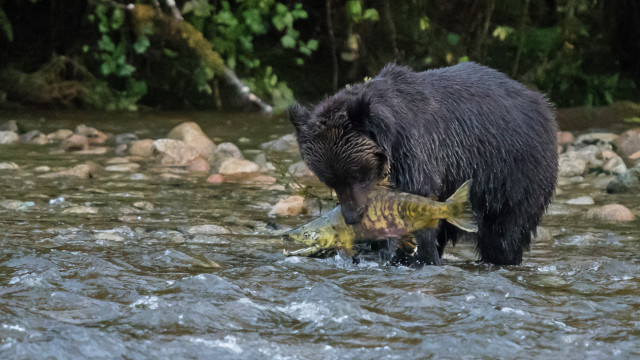 Bear fish water nature ocean free wallpaper for desktop - medium preview image