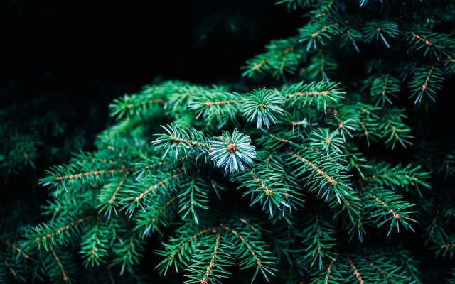Pine needle branch nature green free wallpaper for desktop - medium preview image