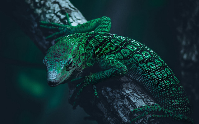 Lizard branch night head side free wallpaper for desktop - medium preview image