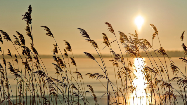 Sunset tallgrass ocean silhouette bird free wallpaper for desktop - medium preview image