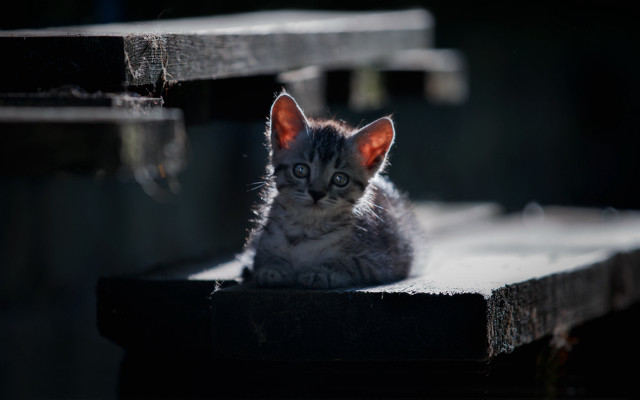 Kitten sad wooden bench shallow free wallpaper for desktop - medium preview image