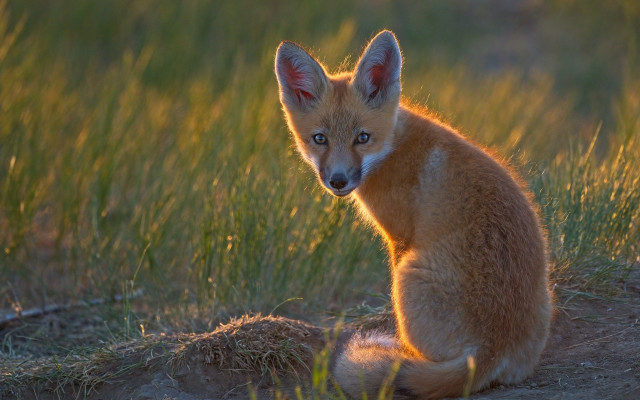 Small fox sitting grass sad free wallpaper for desktop - medium preview image