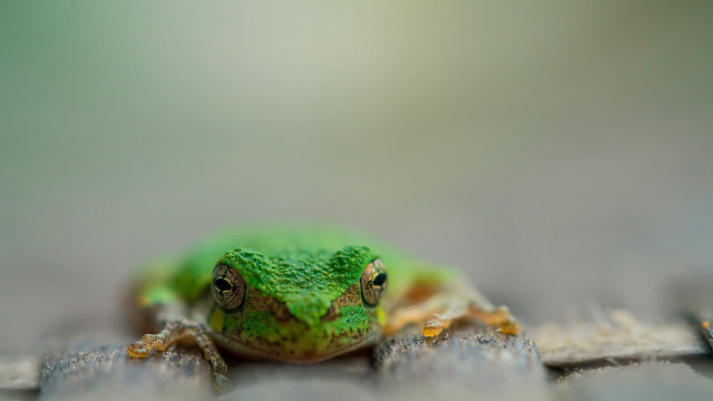 Green frog wooden surface macro free wallpaper for desktop - medium preview image