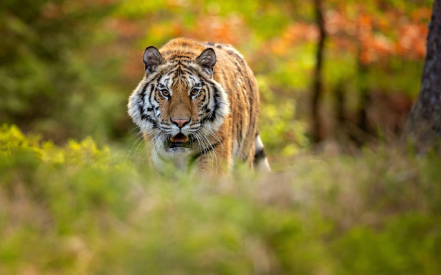 Tiger forest wildlife blurry depth free wallpaper for desktop - medium preview image