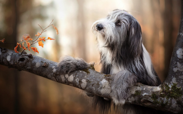 Dog branch woods leaves photorealistic free wallpaper for desktop - medium preview image