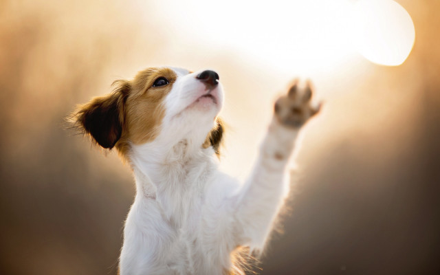 Dog frisbee reaching paws blurry free wallpaper for desktop - medium preview image