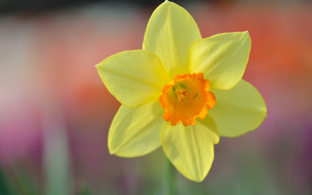 Yellow flower red center field free wallpaper for desktop - medium preview image