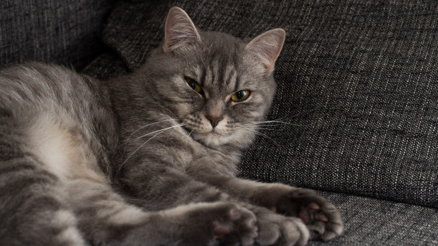 Cat couch paws camera halftone free wallpaper for desktop - medium preview image