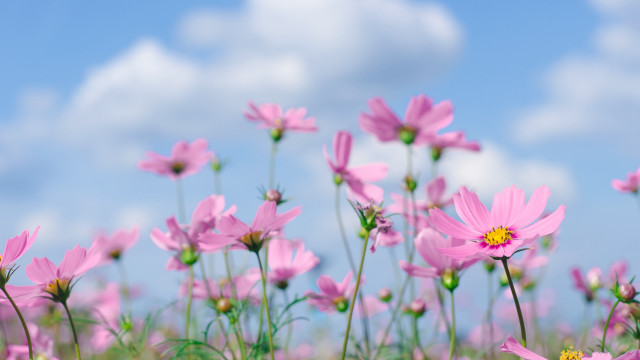 Pink flower field blue sky #2 free wallpaper for desktop - medium preview image