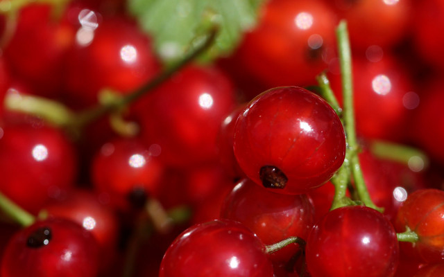 Cherry closeup water droplets bokeh free wallpaper for desktop - medium preview image