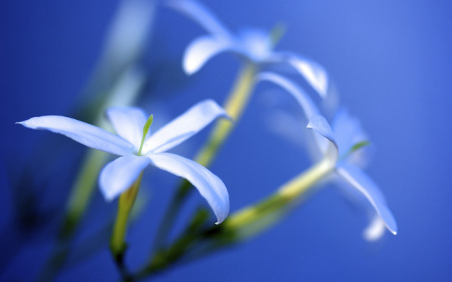 Flower blurry bokeh blue background free wallpaper for desktop - medium preview image