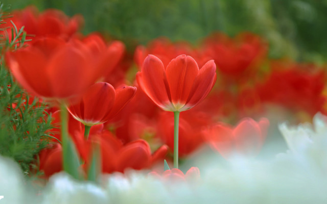 Red flower field macro shallow free wallpaper for desktop - medium preview image