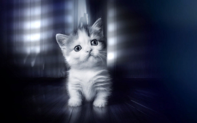 Kitten woodenfloor bigeyes hologram whitecat free wallpaper for desktop - medium preview image