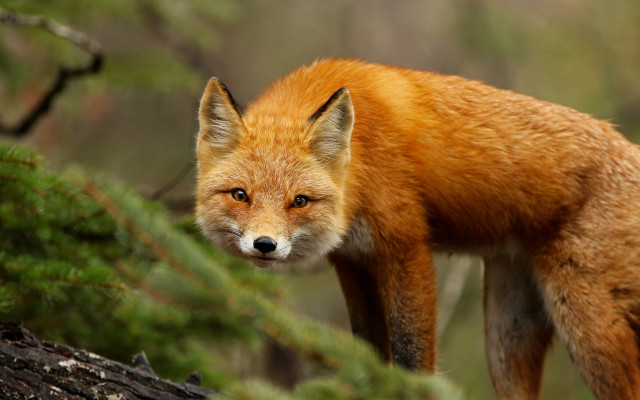Red fox woodland sad looking free wallpaper for desktop - medium preview image