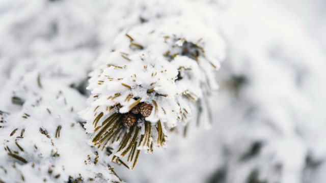 Pine tree snow pinecone branch free wallpaper for desktop - medium preview image