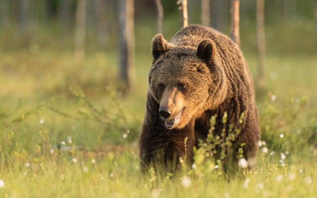 Brown bear forest wildlife primivitism free wallpaper for desktop - medium preview image