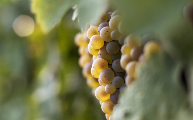 Grapes vineyard green leaves yellow free wallpaper for desktop - medium preview image