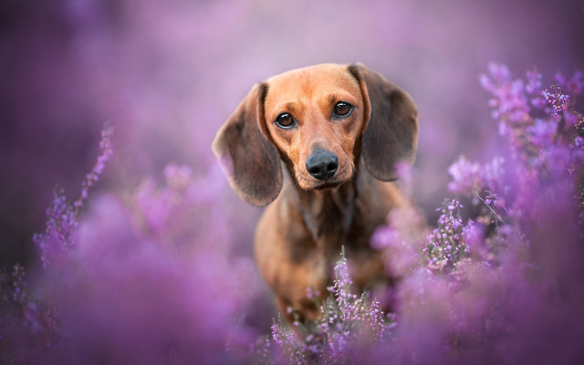 Dog purpleflowers sadlook animalportrait elkevogelsang free wallpaper for desktop - medium preview image