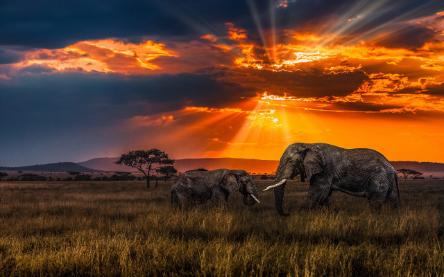 Elephants sunset grass field clouds free wallpaper for desktop - medium preview image