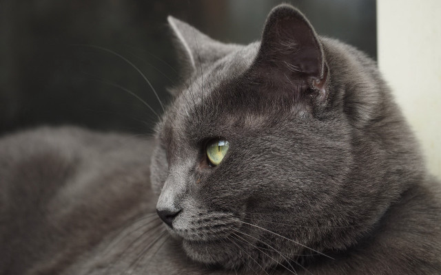 Gray cat green eyes window free wallpaper for desktop - medium preview image
