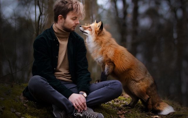 Man fox woods blurry outdoors free wallpaper for desktop - medium preview image