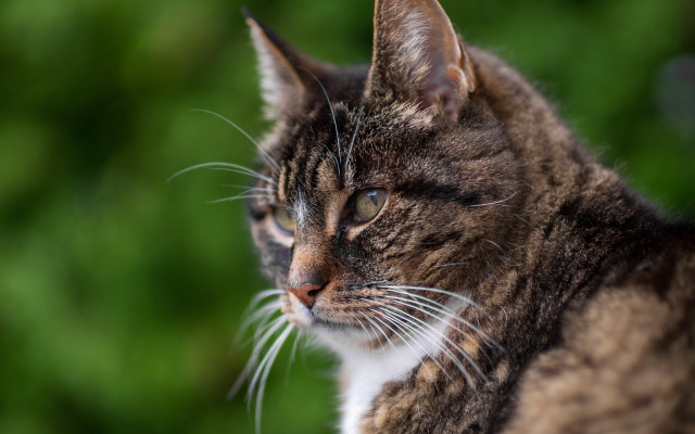 Concerned cat green foliage blurry free wallpaper for desktop - medium preview image