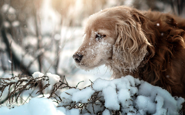 Dog snow branch winter impressionist free wallpaper for desktop - medium preview image