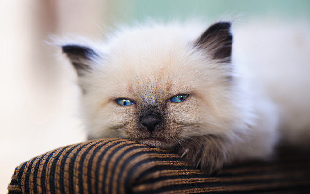 White cat blue eyes chair #2 free wallpaper for desktop - medium preview image