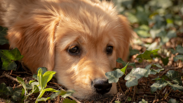 Dog grass leaves sad look free wallpaper for desktop - medium preview image