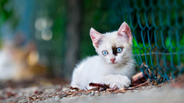 White cat blue eyes fence free wallpaper for desktop - medium preview image
